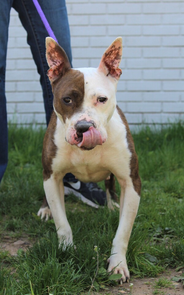 Smurfette, an adoptable Pit Bull Terrier Mix in Newark, NJ_image-6