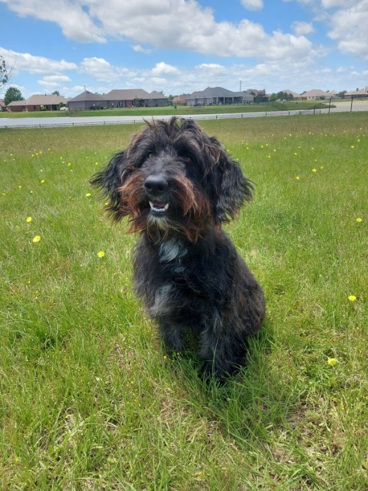 MAX , an adopted Wirehaired Pointing Griffon in houston, TX_image-2