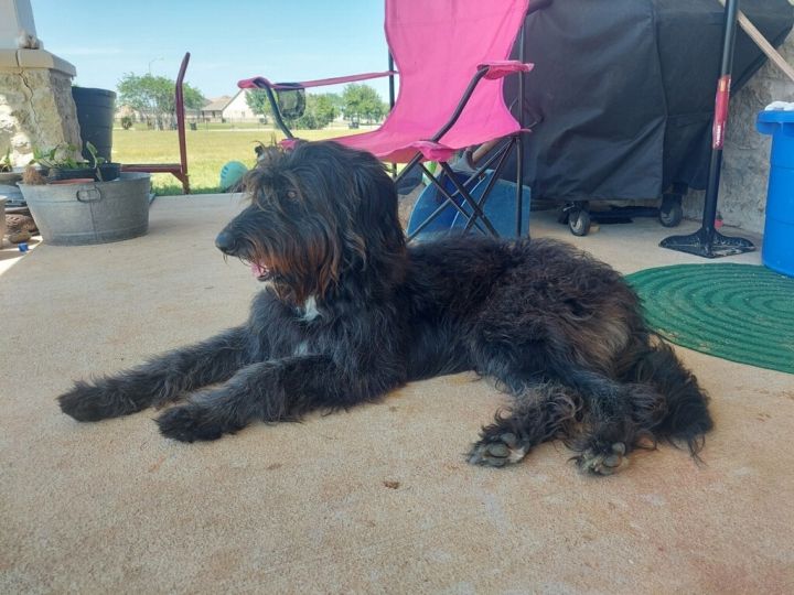 MAX , an adoptable Wirehaired Pointing Griffon in houston, TX_image-3