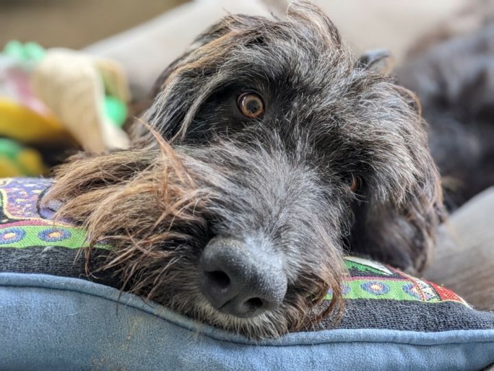 MAX , an adopted Wirehaired Pointing Griffon in houston, TX_image-4
