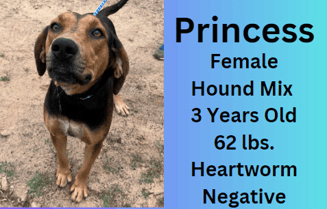 Princess, an adoptable Hound Mix in Summerdale, AL_image-1