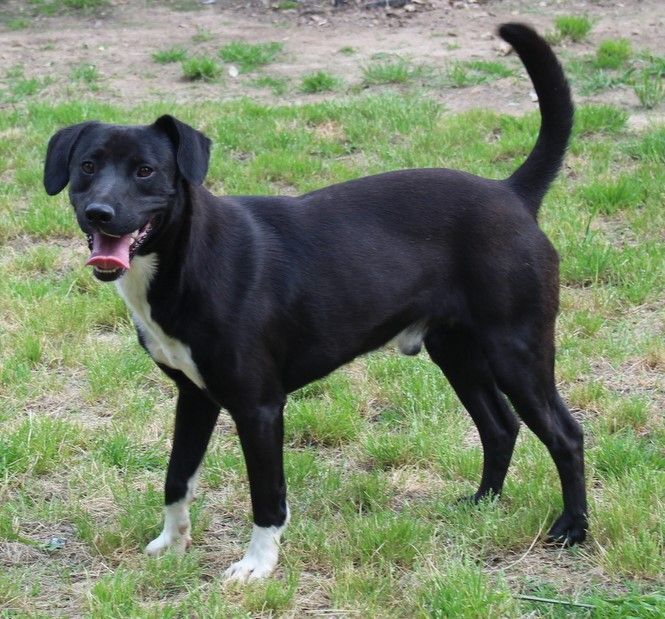 Ralphie, an adoptable Labrador Retriever & Beagle Mix in Hagerstown, MD_image-4