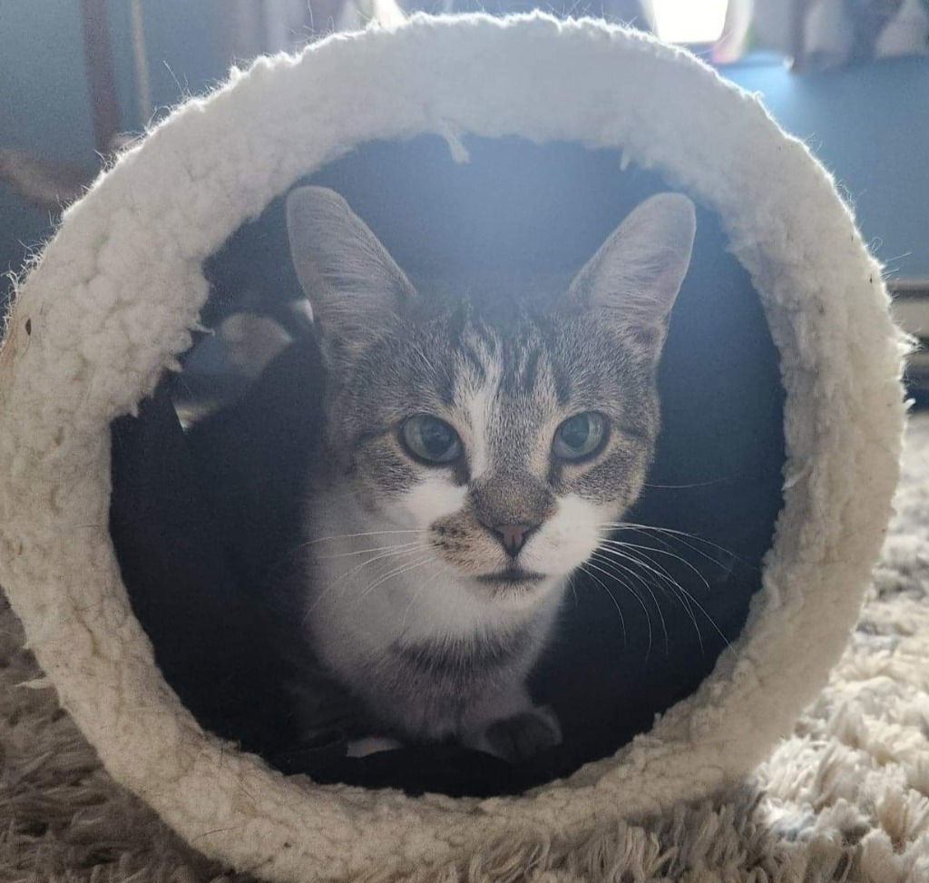 Zoey, an adoptable Domestic Short Hair in Rochester, NY, 14626 | Photo Image 1