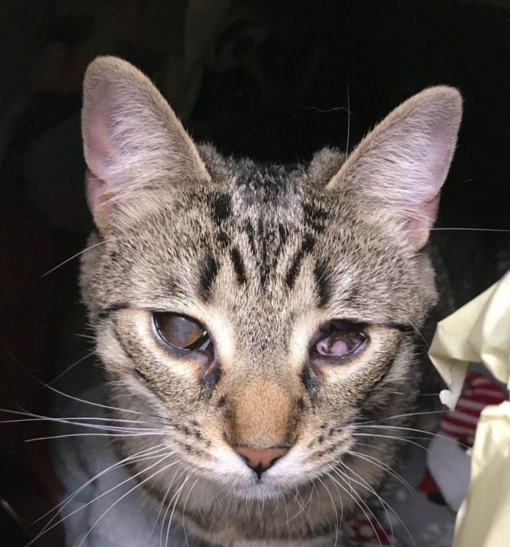 Nilla- Special Needs- Blind 1