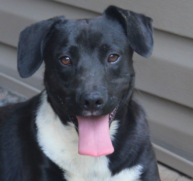 Ralphie, an adoptable Labrador Retriever & Beagle Mix in Newtown, PA_image-1