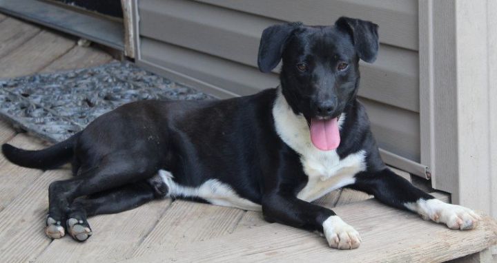 Ralphie, an adoptable Labrador Retriever & Beagle Mix in Newtown, PA_image-2