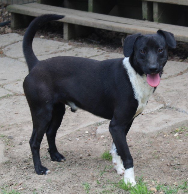 Ralphie, an adoptable Labrador Retriever & Beagle Mix in Newtown, PA_image-3