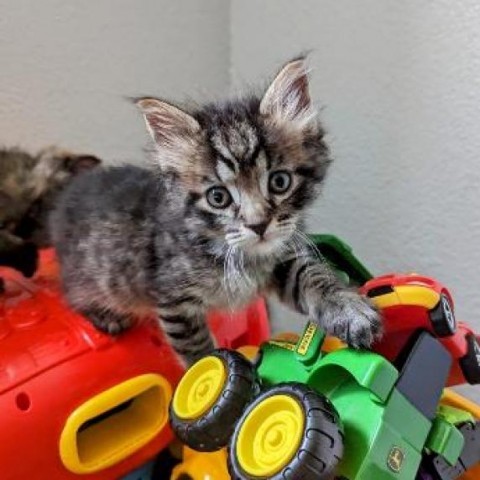 Thomas 1