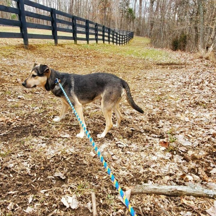 Cooper, an adoptable Mixed Breed in Goshen, KY_image-6
