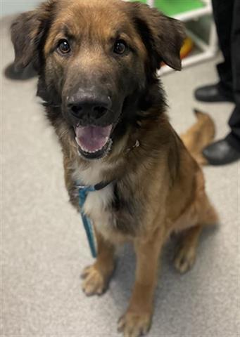 CHARLIE, an adoptable German Shepherd Dog & Leonberger Mix in Lincolnton, NC_image-1