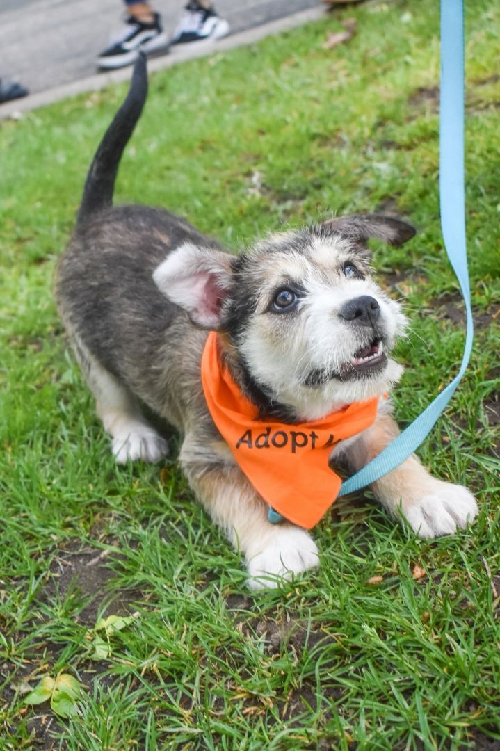 Aggie - current applications under review / waitlist only, an adoptable Shih Tzu & Terrier Mix in Minneapolis, MN_image-4