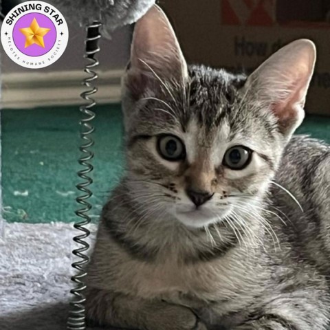 Clear Brook, an adoptable American Shorthair in San Antonio, TX, 78253 | Photo Image 1