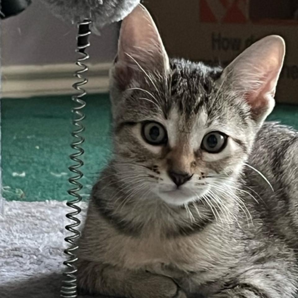 Clear Brook, an adoptable American Shorthair in San Antonio, TX, 78253 | Photo Image 2