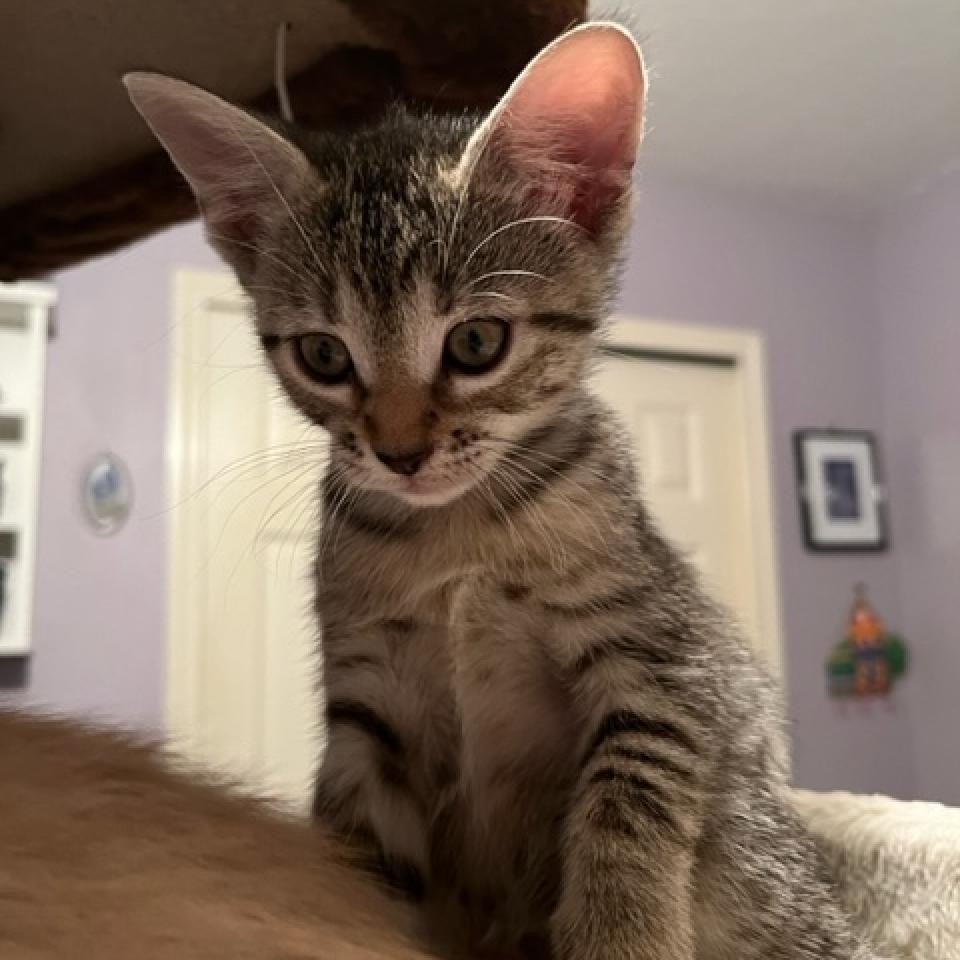 Clear Brook, an adoptable American Shorthair in San Antonio, TX, 78253 | Photo Image 3