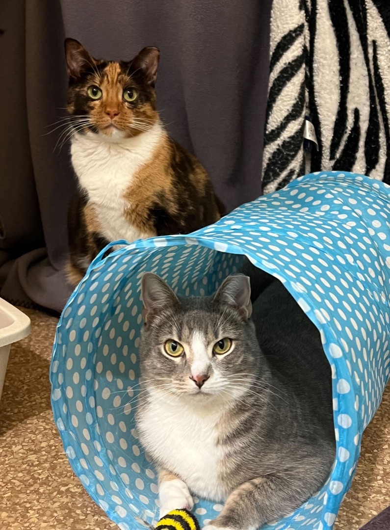 Cloudia and Sunshine, an adoptable Domestic Short Hair in Manitou Springs, CO, 80829 | Photo Image 3