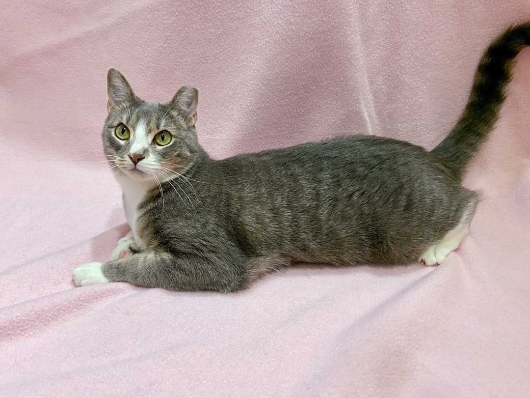 Cloudia and Sunshine, an adoptable Domestic Short Hair in Manitou Springs, CO, 80829 | Photo Image 6