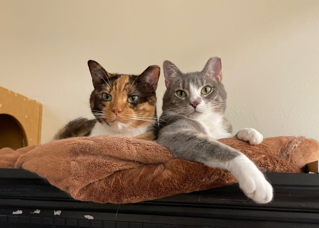 Cloudia and Sunshine, an adoptable Domestic Short Hair in Manitou Springs, CO, 80829 | Photo Image 1