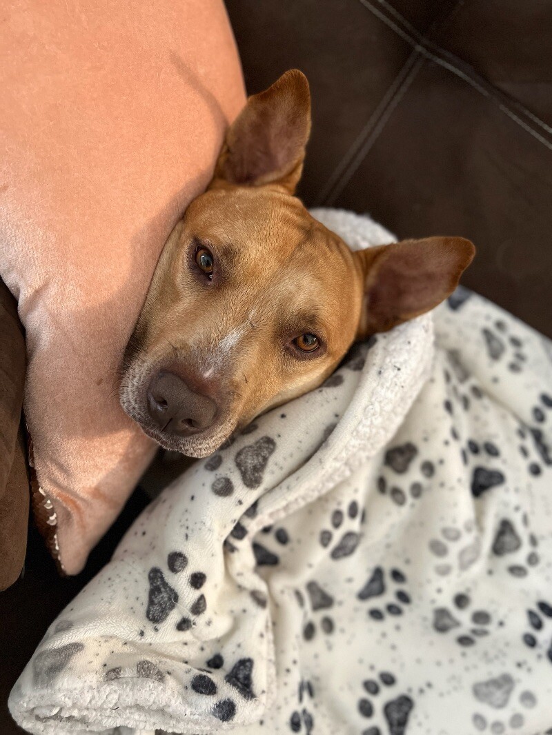 Chance, an adoptable Staffordshire Bull Terrier, Mixed Breed in Roanoke, VA, 24016 | Photo Image 1