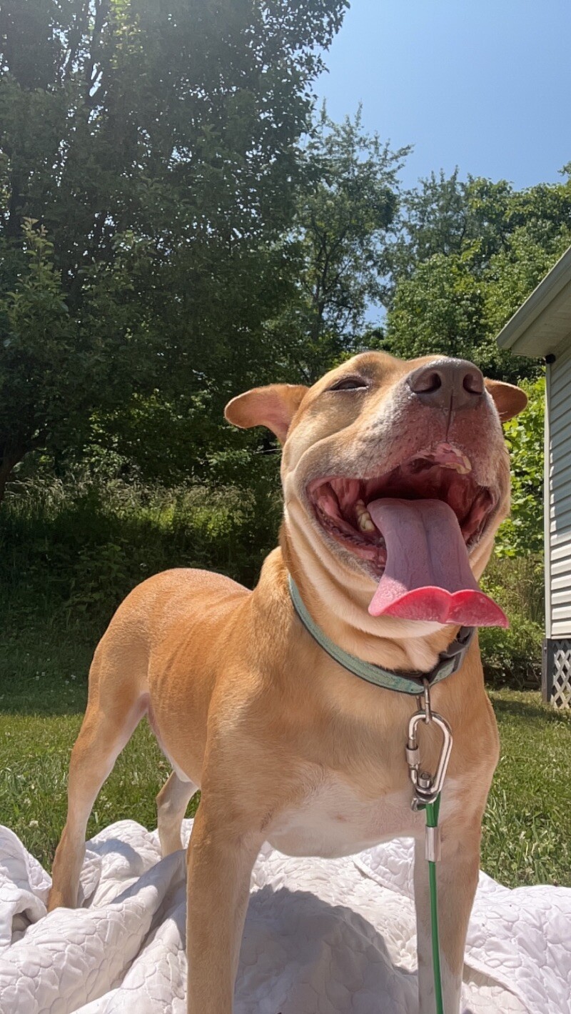 Chance, an adoptable Staffordshire Bull Terrier, Mixed Breed in Roanoke, VA, 24016 | Photo Image 2