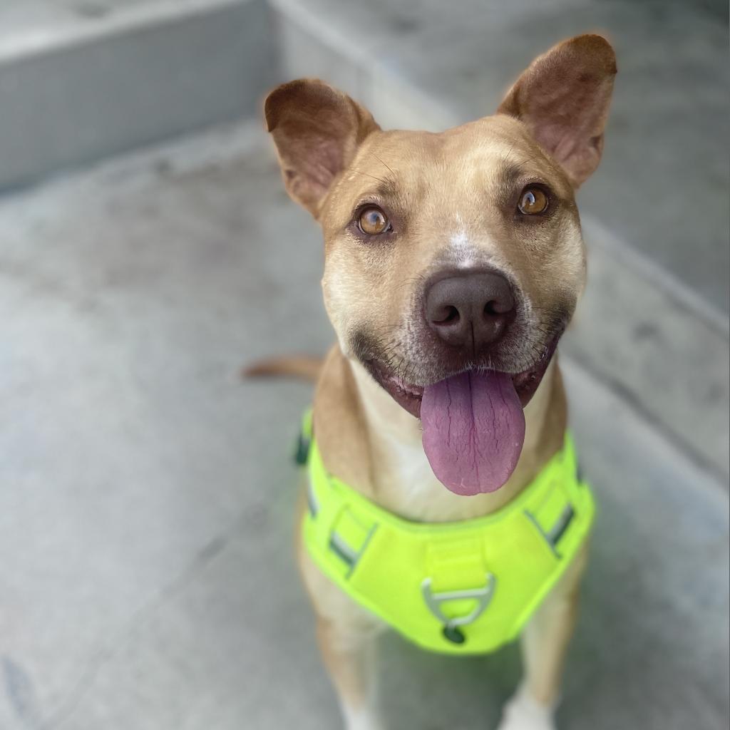 Chance, an adoptable Staffordshire Bull Terrier, Mixed Breed in Roanoke, VA, 24016 | Photo Image 3