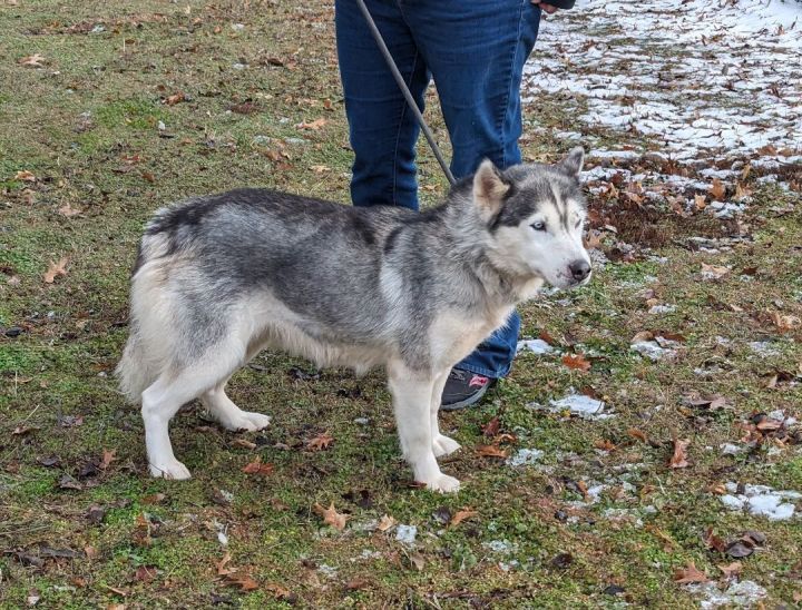 Dog for adoption - Elana, a Siberian Husky in Parsons, KS | Petfinder