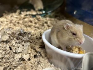 CHEEKS Hamster Small & Furry