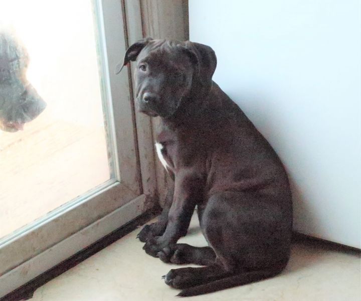 Jody!  Serene PUPPY!, an adoptable Chocolate Labrador Retriever Mix in St. Petersburg, FL_image-5