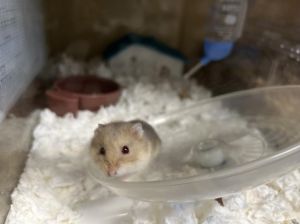 MARSHMALLOW Hamster Small & Furry