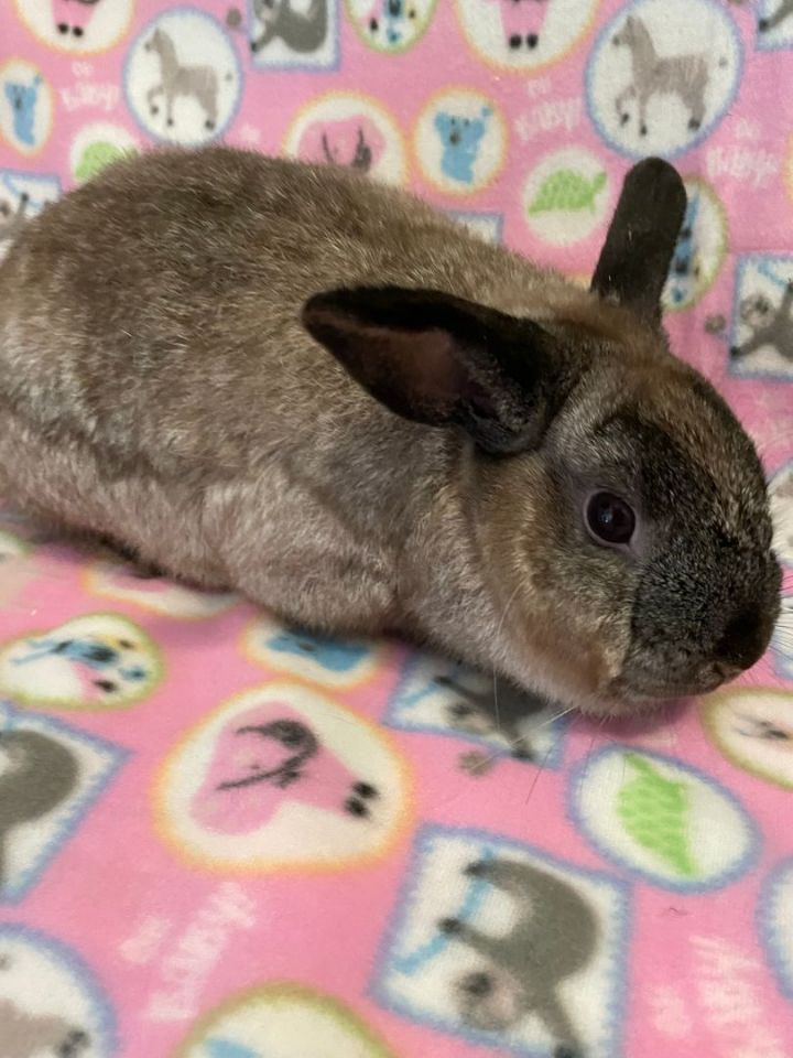 Sammie, an adoptable Mini Lop in Delta, OH_image-5