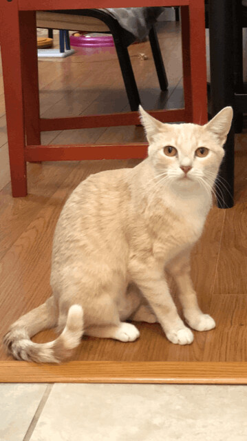 Suna, an adoptable Domestic Short Hair in Los Angeles, CA_image-1