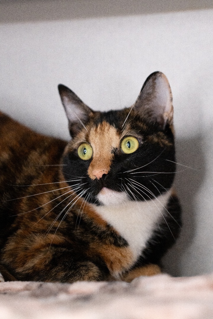 Calista, an adoptable Domestic Short Hair in Los Angeles, CA_image-1