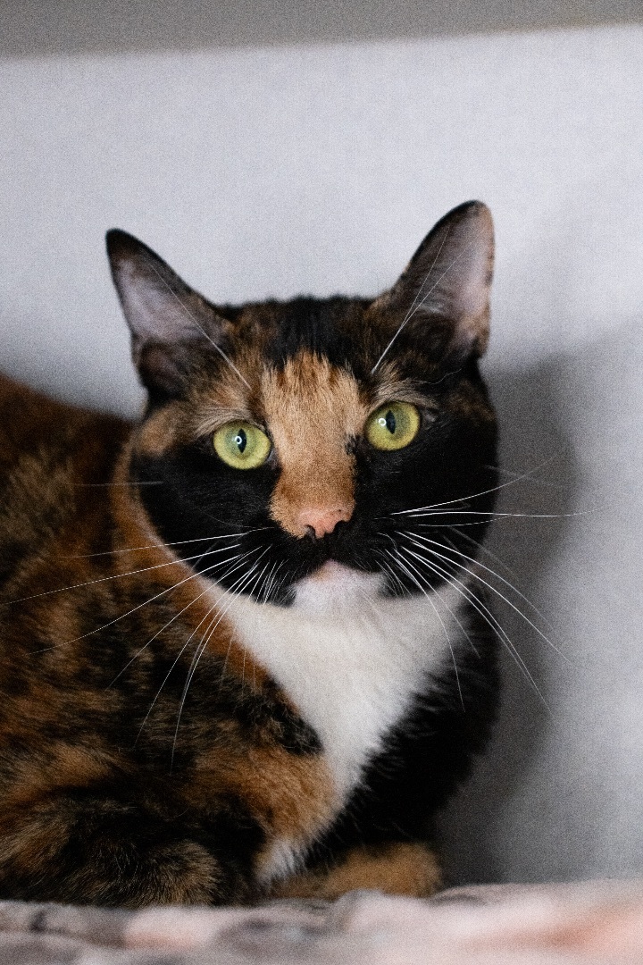 Calista, an adoptable Domestic Short Hair in Los Angeles, CA_image-6