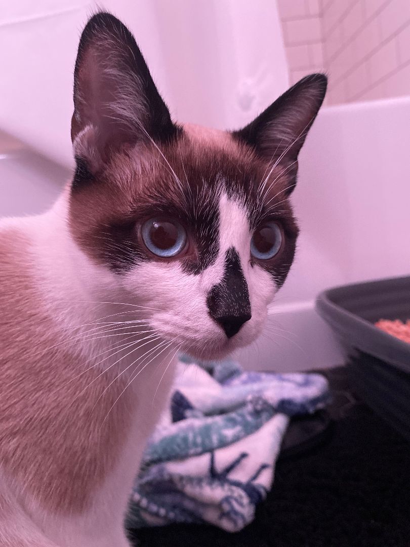 El Chavito, an adoptable Snowshoe in Los Angeles, CA, 90039 | Photo Image 3