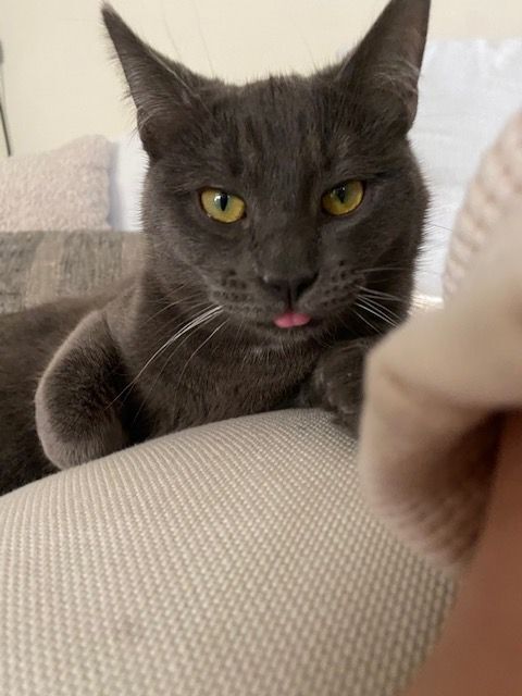 Leatle 1