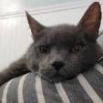 Babbles ''The Menace'' Morman, an adoptable Russian Blue in Eagle Mountain, UT, 84005 | Photo Image 2