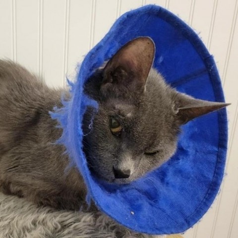 Babbles ''The Menace'' Morman, an adoptable Russian Blue in Eagle Mountain, UT, 84005 | Photo Image 2