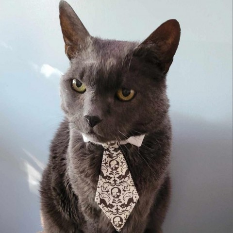 Babbles ''The Menace'' Morman, an adoptable Russian Blue in Eagle Mountain, UT, 84005 | Photo Image 2