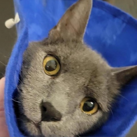 Babbles ''The Menace'' Morman, an adoptable Russian Blue in Eagle Mountain, UT, 84005 | Photo Image 2