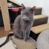 Babbles &#39;&#39;The Menace&#39;&#39; Morman photo 2