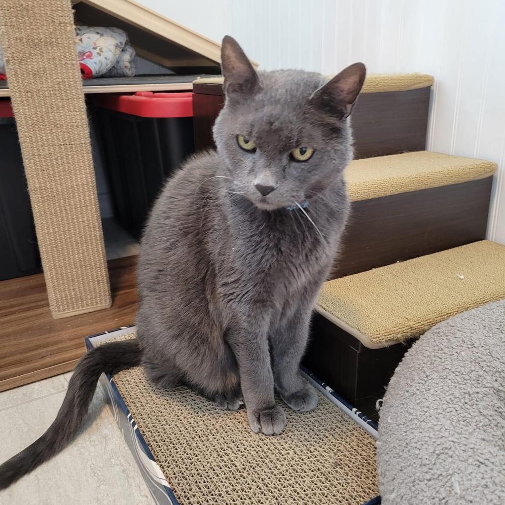 Babbles ''The Menace'' Morman, an adoptable Russian Blue in Eagle Mountain, UT, 84005 | Photo Image 2