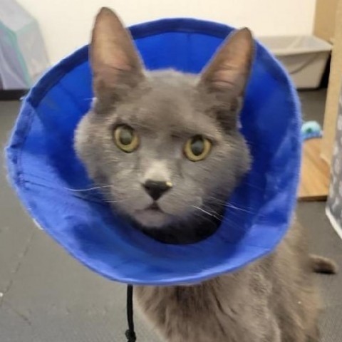 Babbles ''The Menace'' Morman, an adoptable Russian Blue in Eagle Mountain, UT, 84005 | Photo Image 3