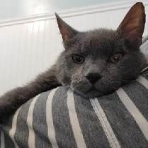 Babbles ''The Menace'' Morman, an adoptable Russian Blue in Eagle Mountain, UT, 84005 | Photo Image 3