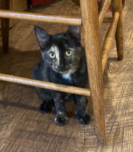 Buttons (fostered-raised with dogs) 1