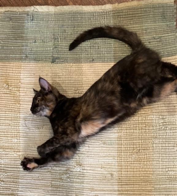 Buttons (fostered-raised with dogs) 2