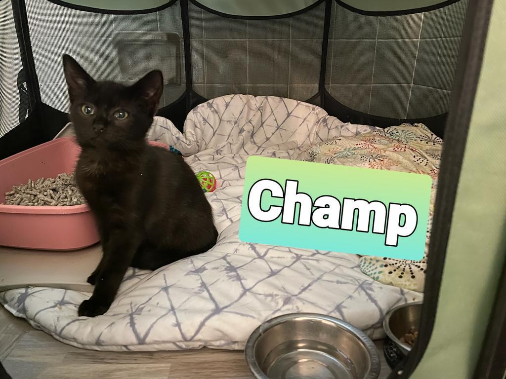 CHAMP