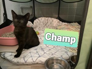 CHAMP