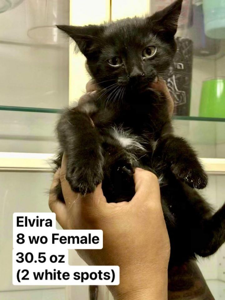 Elvira 1