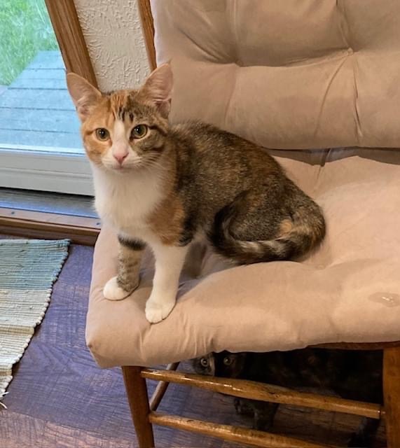 Bubbles (foster-raised with dogs) 2