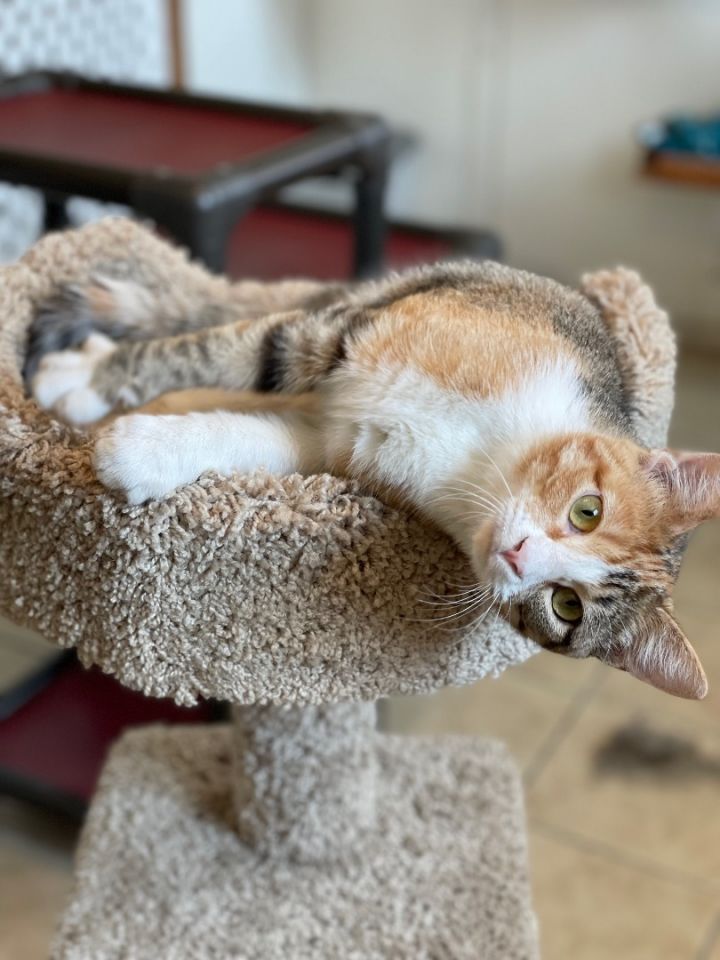 Bubbles (foster-raised with dogs) 4