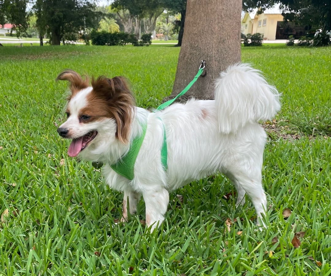 Leonard, an adoptable Papillon, Cavalier King Charles Spaniel in Davie, FL, 33328 | Photo Image 1